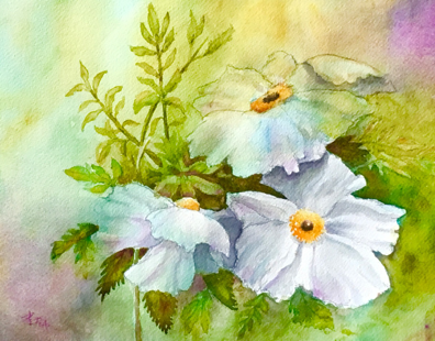 Matilija Poppies by Joseph Apablaza