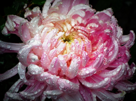 Remnants of Rain by Kimberly-Ann Talbert
